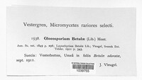 Phacidium betulinum image